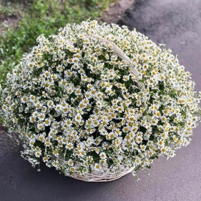 Композиция в корзине из 151 ромашки в Лыткарино