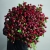 Монобукет из 75 кустовых роз Марун (70 см) в Лыткарино