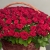 Композиция в корзине из 151 красной розы в Лыткарино Композиция в корзине из 151 красной розы в Лыткарино