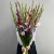 Букет из 25 гладиолусов микс в Лыткарино Букет из 25 гладиолусов микс в Лыткарино