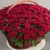 Композиция в корзине из 151 красной розы в Лыткарино Композиция в корзине из 151 красной розы в Лыткарино