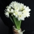 Букет из 25 нарциссов в Лыткарино